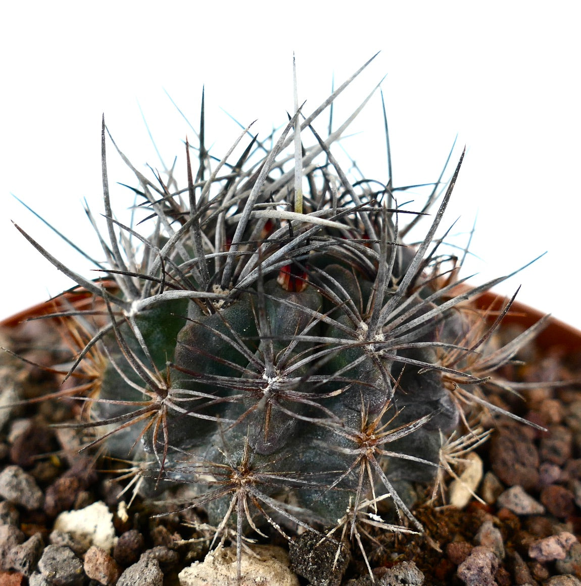 Neoporteria confinis rare succulent cactus with thick grey spines and textured body