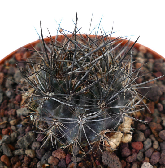 Neoporteria confinis rare succulent cactus with dense dark spines and rounded body in pot