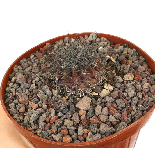 Neoporteria confinis small reddish succulent cactus with dense spines in rocky soil