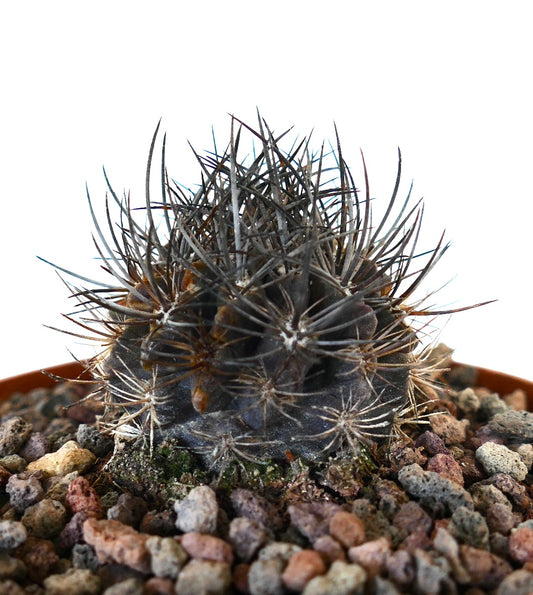 Neoporteria confinis small dark cactus with dense long sharp spines in rocky soil