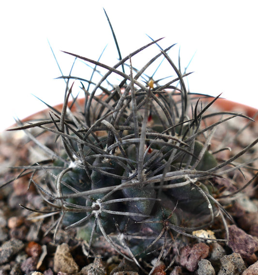 Neoporteria crispa succulent cactus with dense strong dark spines on rocky soil