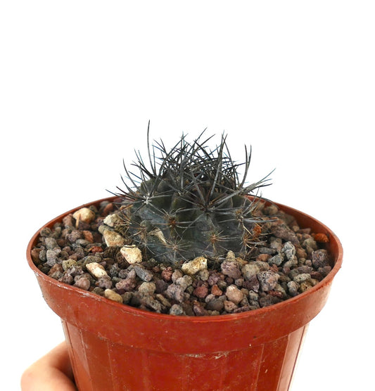 Neoporteria crispa small dark green cactus with long sharp spines in terracotta pot