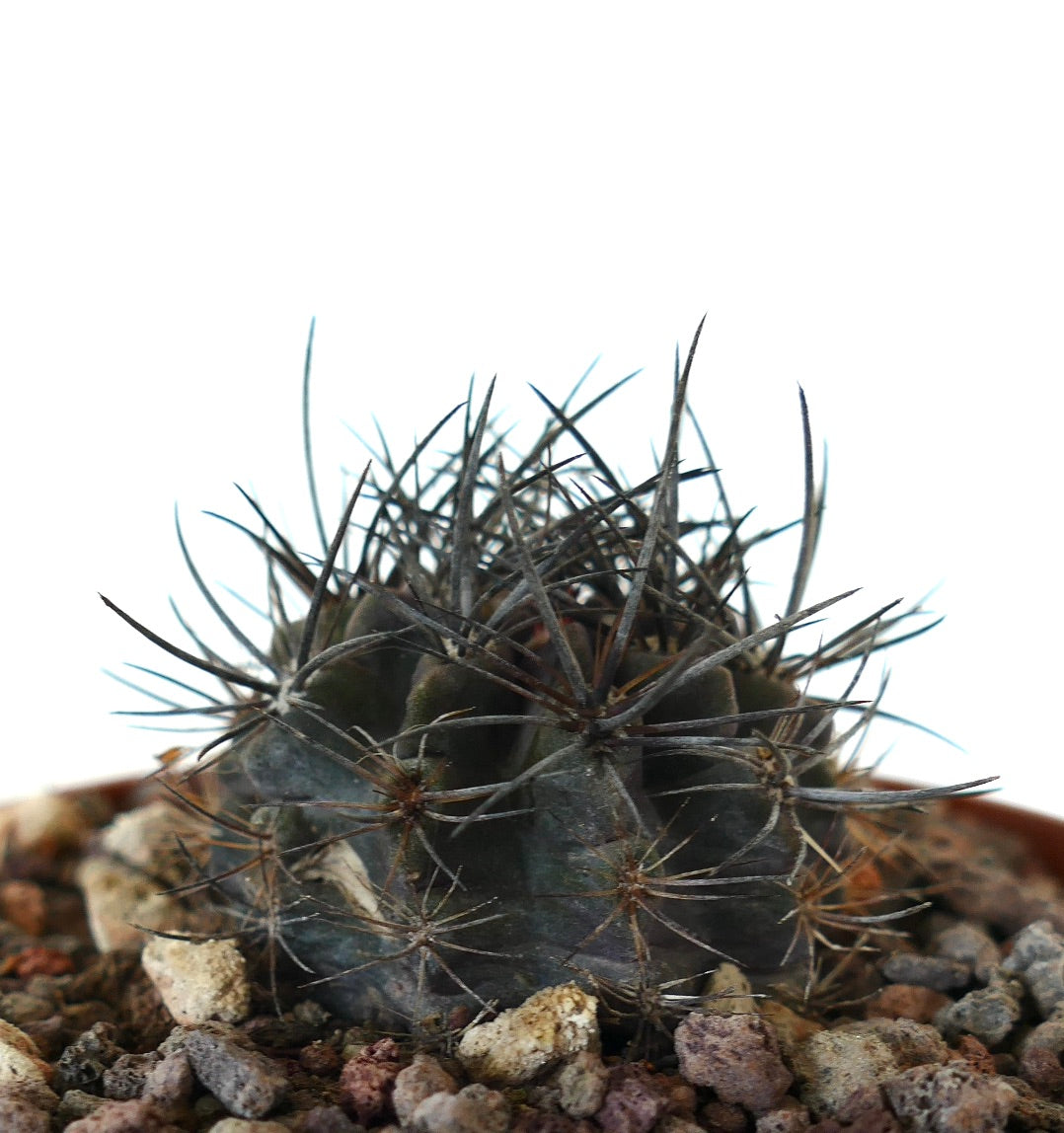 Neoporteria crispa small dark green cactus with long sharp spines in rocky soil