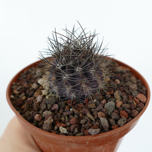Neoporteria crispa small succulent cactus with long sharp spines and dark purple body in pot