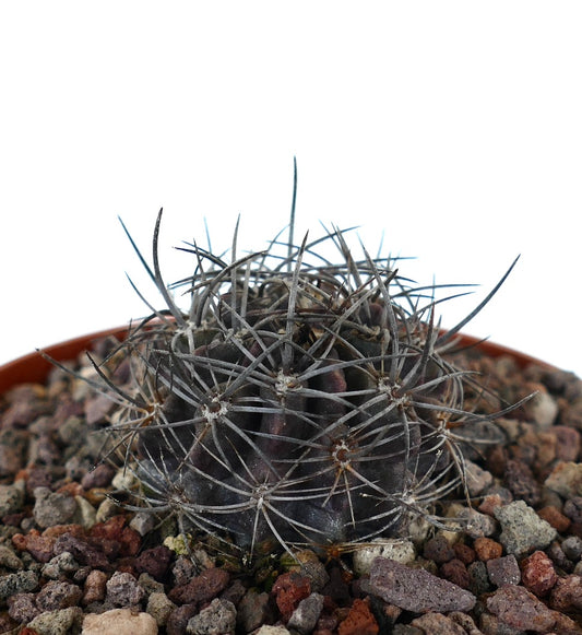 Neoporteria crispa small dark succulent cactus with long sharp spines in rocky soil