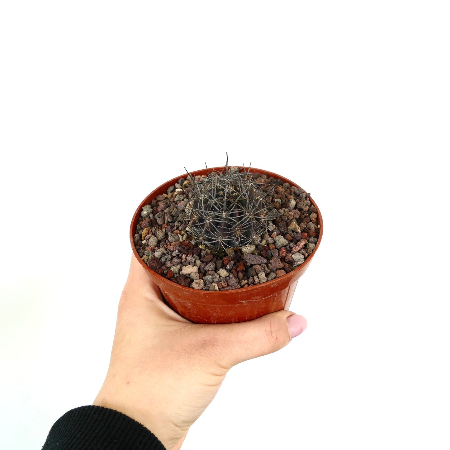 Neoporteria crispa small dark succulent cactus with long spines in terracotta pot