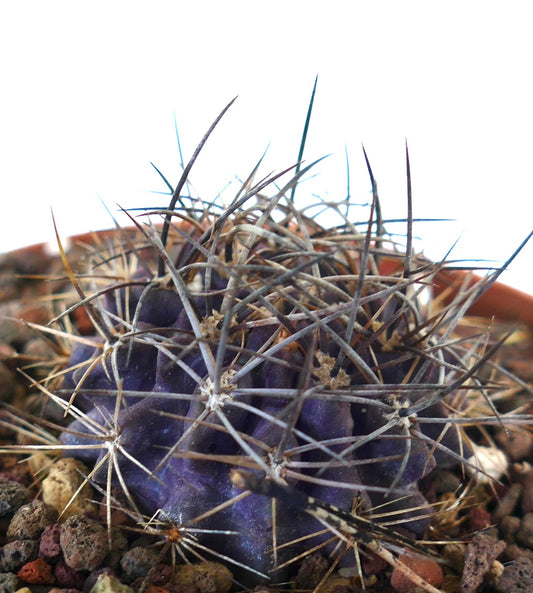 Neoporteria crispa purple succulent cactus with long sharp spines and ribbed body