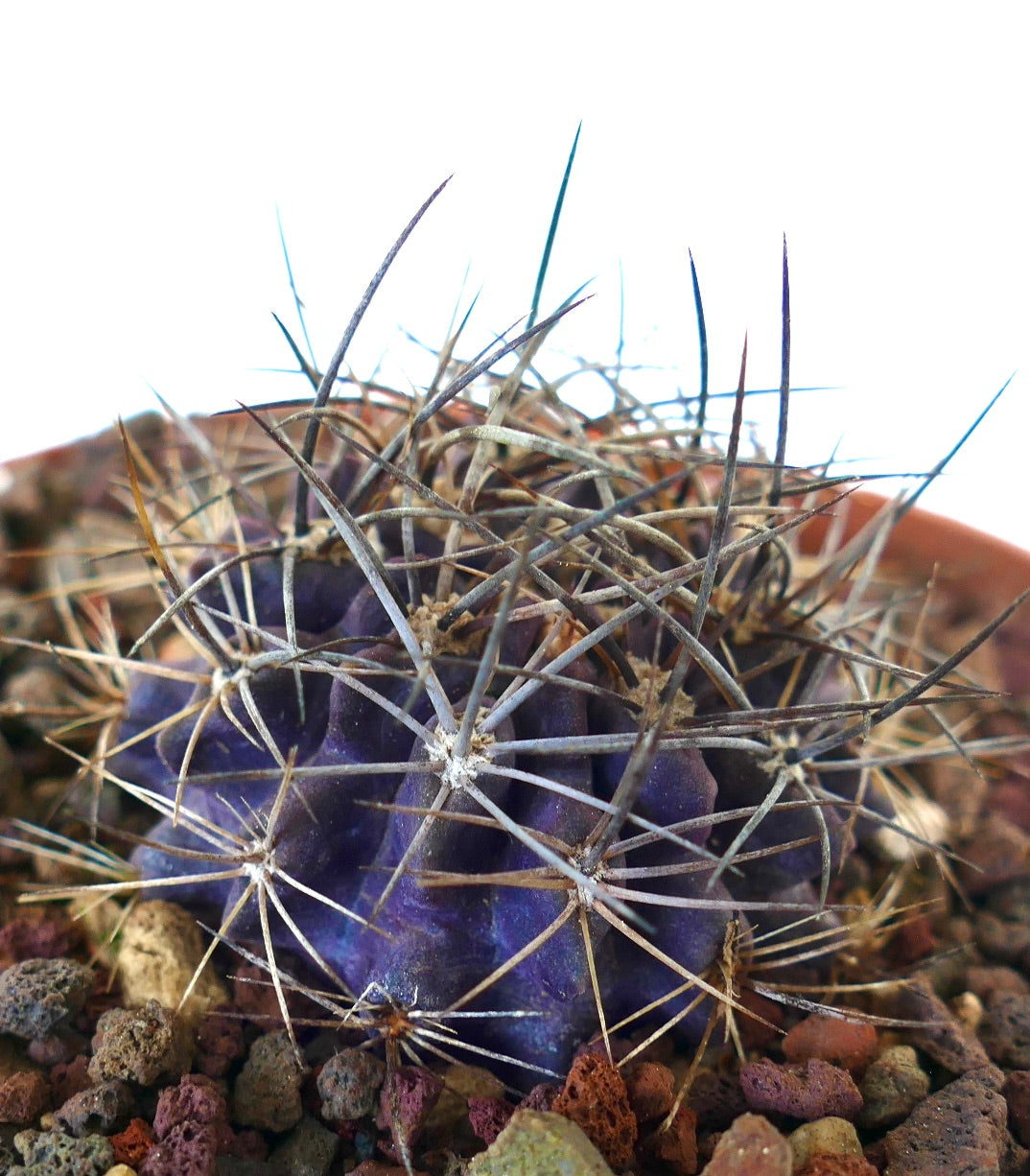 Neoporteria crispa rare purple cactus with long sharp spines and textured surface