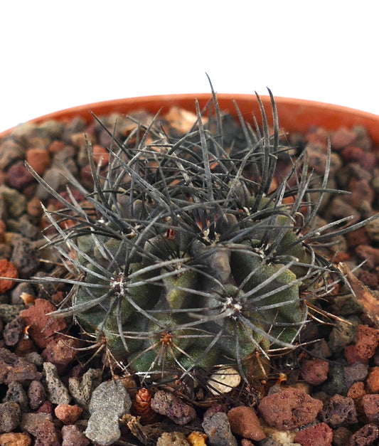 Neoporteria crispa small dark green cactus with long black spines and textured surface