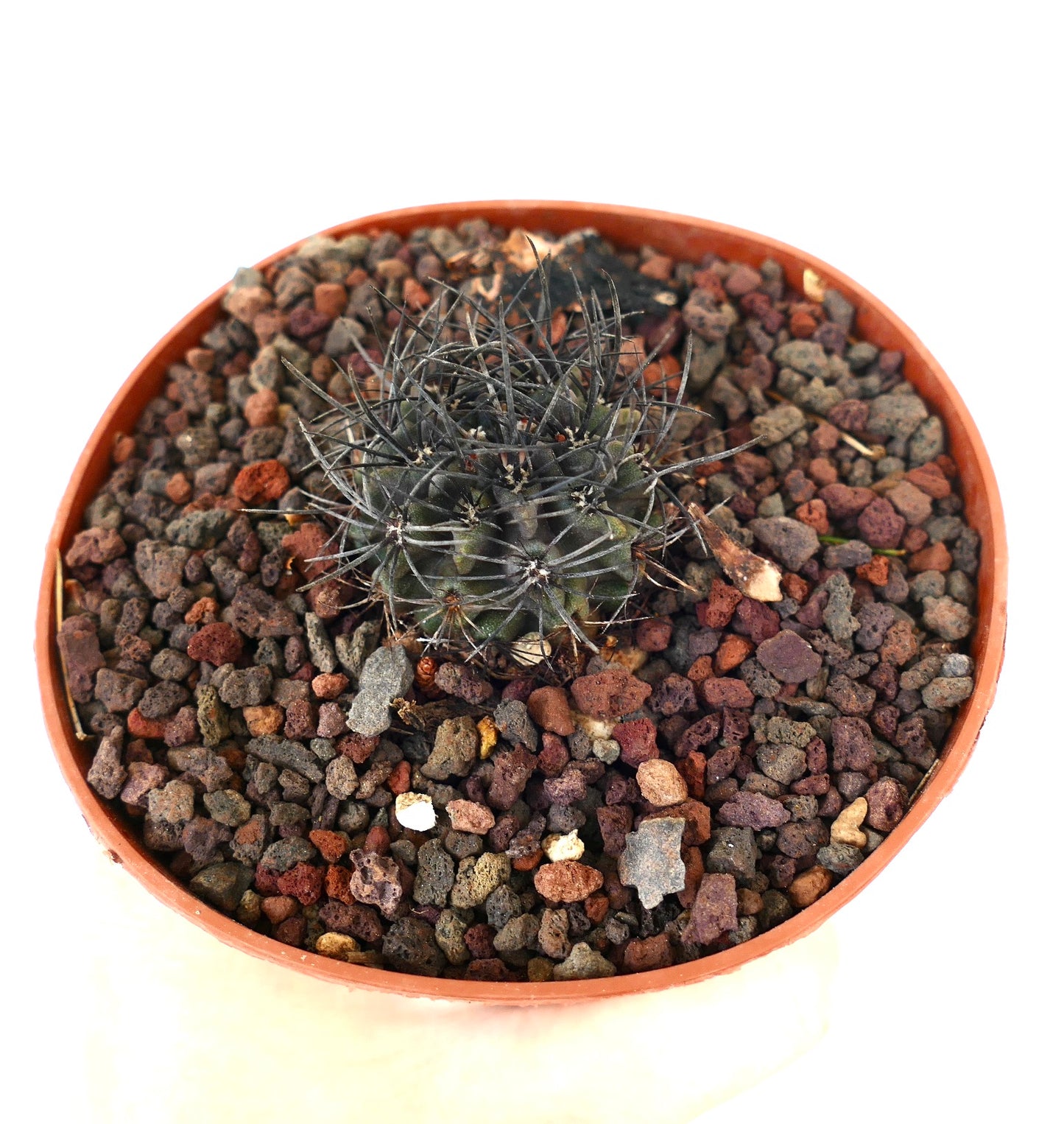 Neoporteria crispa piccolo cactus verde scuro con lunghe spine nere sottili in terreno roccioso