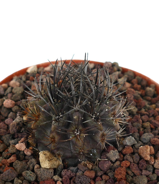 Neoporteria curvispina dark green succulent cactus with long curved black spines in pot