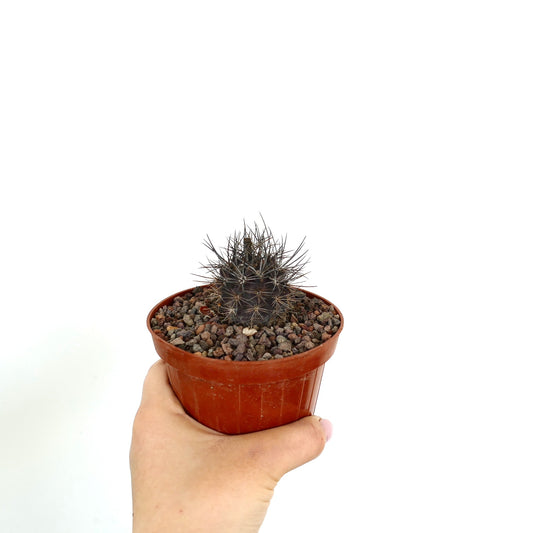 Neoporteria echinus small dark cactus with long sharp spines in terracotta pot