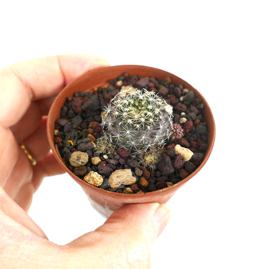 Neoporteria engleri small round cactus seedling with white spines in terracotta pot