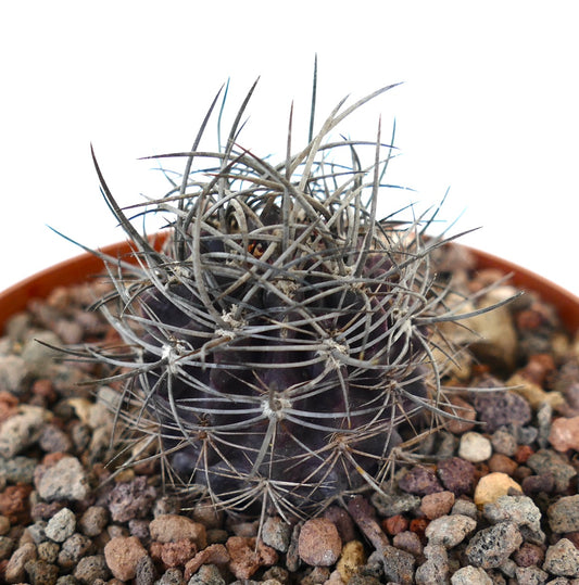 Neoporteria eriochephala dark purple succulent cactus with dense strong spines in rocky soil