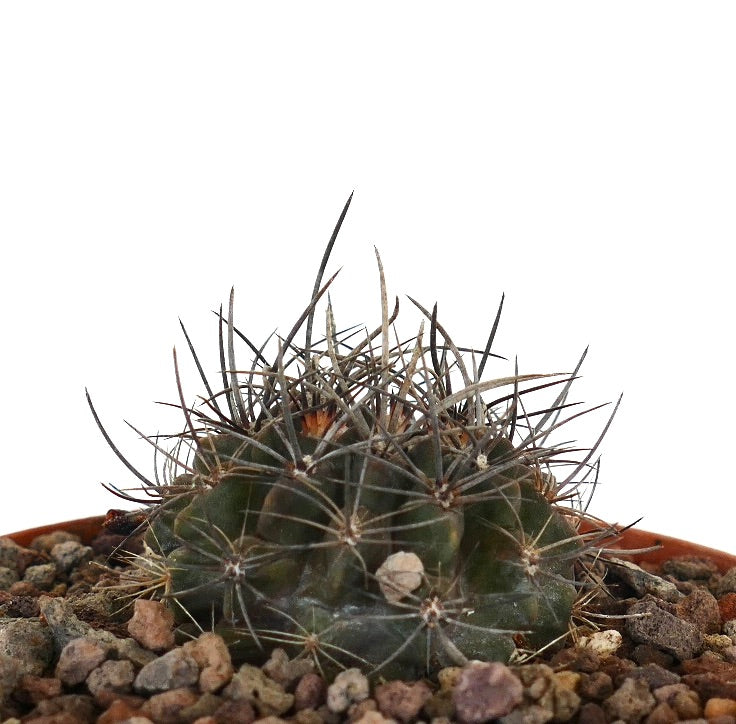 Neoporteria huascensis kleiner dunkelgrüner Kaktus mit dichten, langen, scharfen Stacheln in felsigem Boden