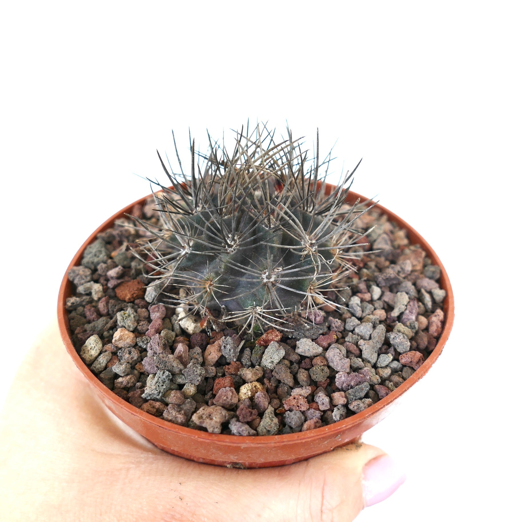 ネオポルテリア・イクイケンシス | Botanical Archive | 今すぐ購入