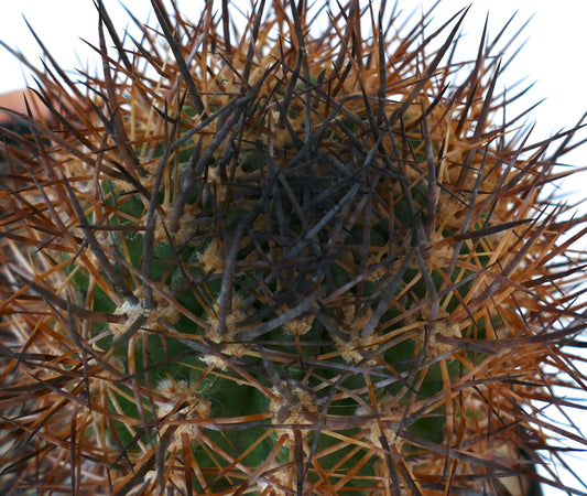 Neoporteria limariensis succulent cactus with dense brown and gray spines close-up