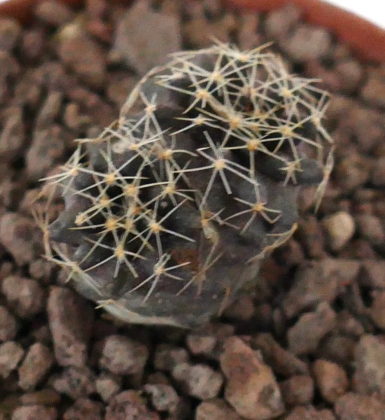 Neoporteria nidus liten mørk saftig kaktusskudd med tynne hvite pigger