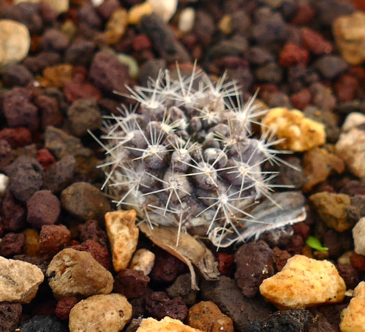 Neoporteria nidus X occulta small succulent cactus with white spines on rocky soil