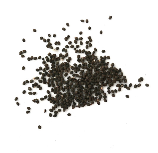 Neoporteria nidus var. senilis small dark cactus seeds on white background