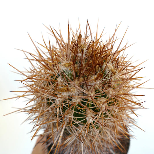 Neoporteria nigrihorrida var. crassispinus cactus with dense brown spines and woolly areoles