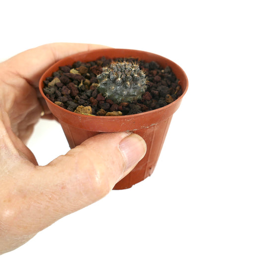 Neoporteria occulta piccolo cactus succulento con spine medie in vaso di terracotta