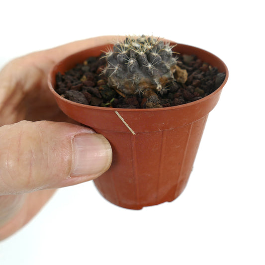 Neoporteria occulta pequeno cacto suculento com corpo cinzento e espinhos médios em vaso