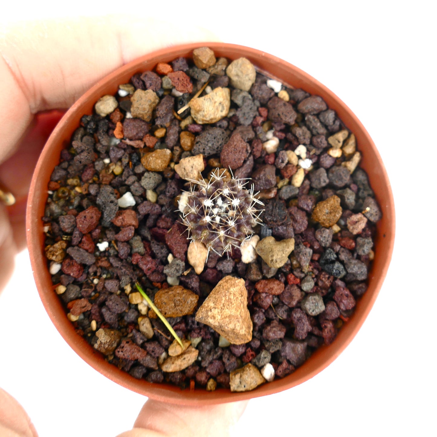 Neoporteria occulta kleine dunkle Kakteensämling mit mittleren weißen Stacheln im felsigen Boden