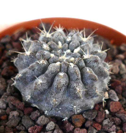 Neoporteria occulta grauer Sukkulenten-Kaktus mit strukturierter Oberfläche und spärlichen Stacheln im Topf