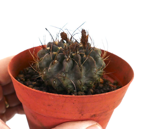 Neoporteria occulta small round succulent cactus with long dark spines in terracotta pot