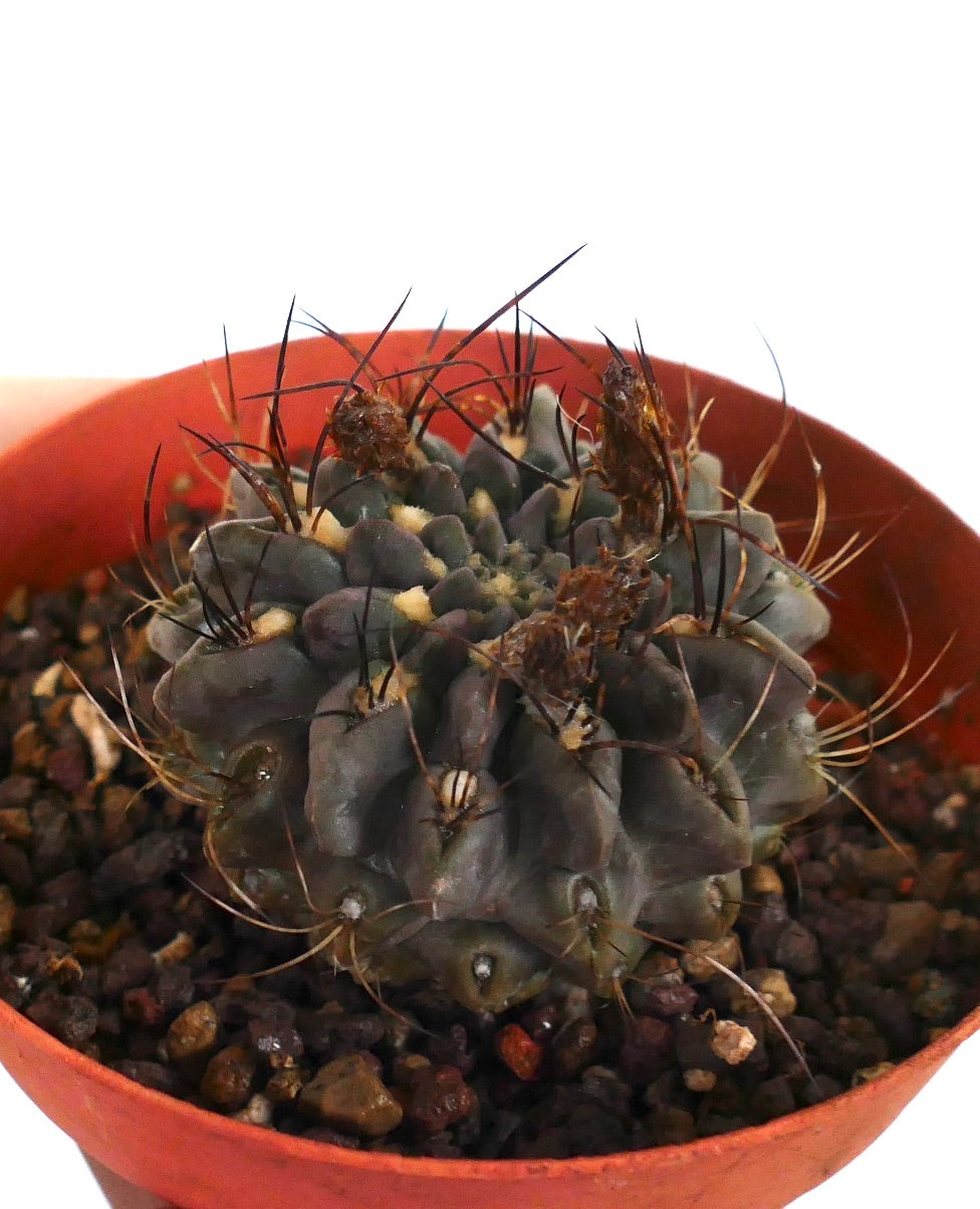 Neoporteria occulta rare succulent cactus with dark spines and textured gray-green body in pot