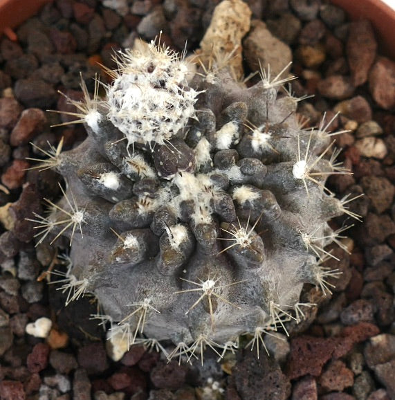 ネオポルテリア・オクルタ 珍しい多肉植物のサボテン、棘と綿毛のある腋毛特徴