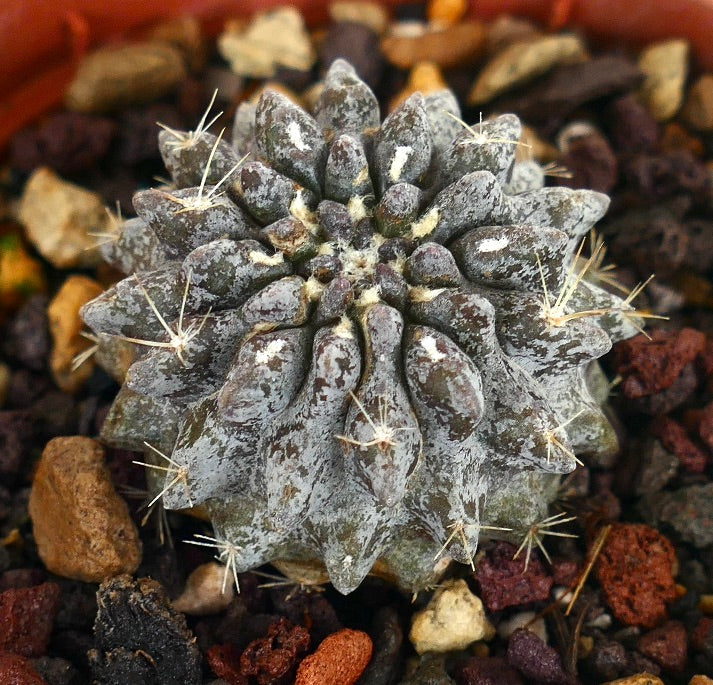 Neoporteria occulta sukkulenter Kaktus mit grauen, strukturierten Warzen und spärlichen weißen Stacheln