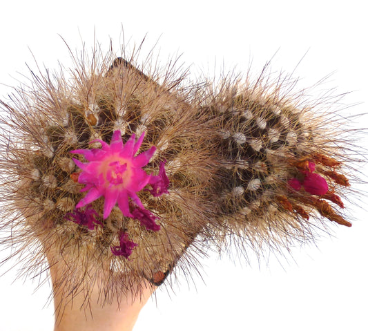 Neoporteria villosa cactus with dense long spines and bright pink flowers blooming