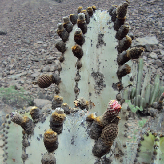Neoraimondia arequipensis cactus with thick brown areoles and pink flower bud in desert environment