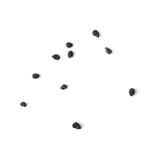 Neoraimondia roseiflora rare cactus seeds on white background