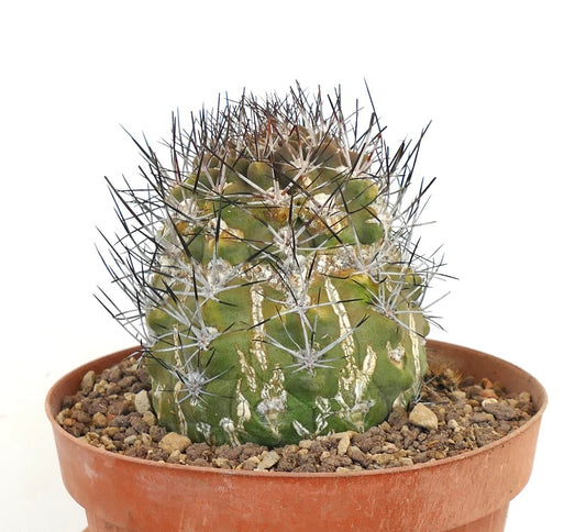 นีโอเวอร์เดอร์มันเนีย ชิเลนซิส วาร์. พูเทรนซิส กระบองเพชรเนื้ออวบน้ำที่มีหนามสีดำหนาแน่นและลำต้นสีเขียวมีผิวสัมผัส