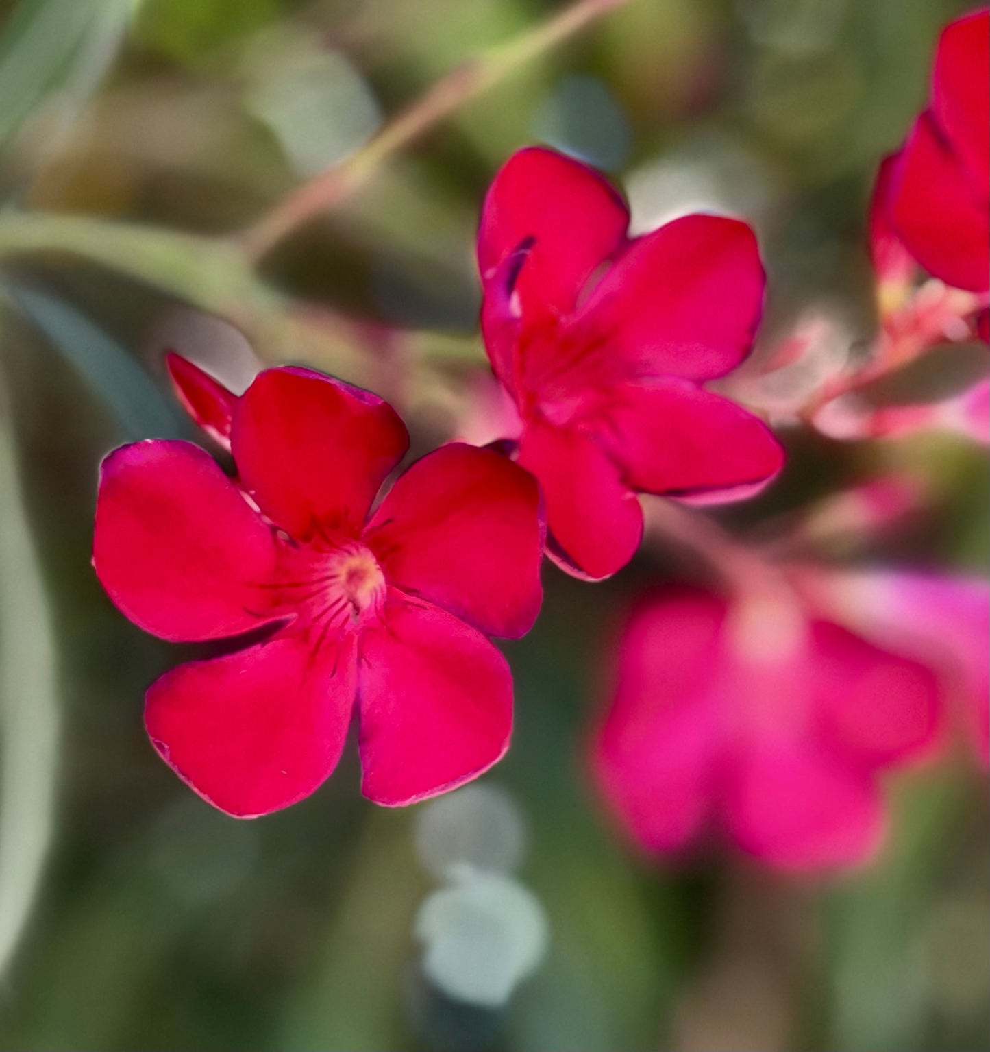 Nerium oleander cv Manzoni vibrant red-pink five-petal flowers with green blurred background