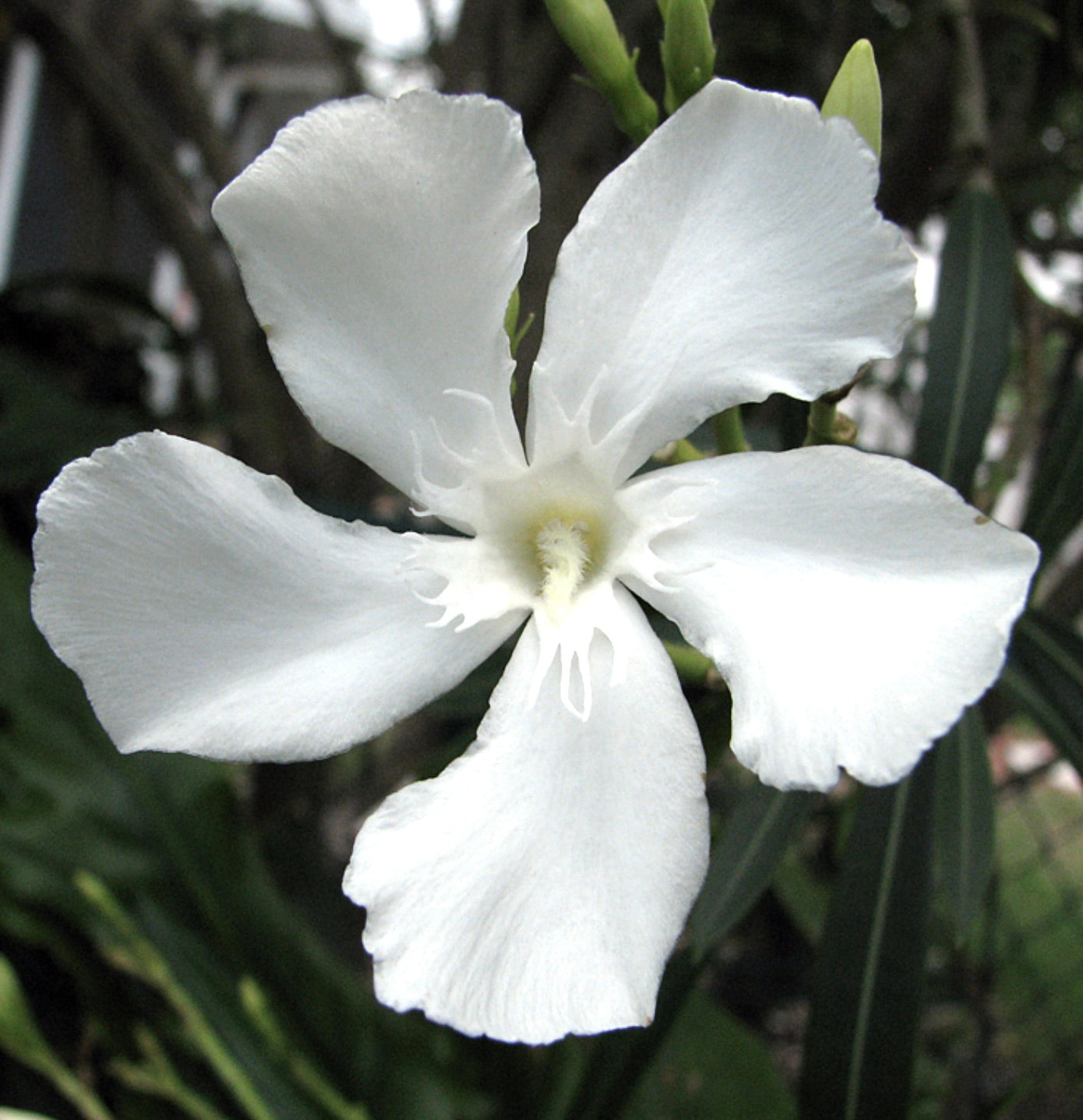 Nerium oleander cv SNOW BLOSSOM 'WHITE' delicate white five-petaled flower with green foliage background