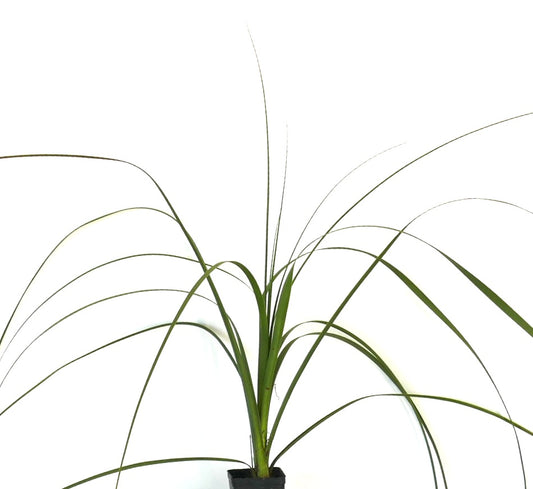 Nolina hibernica slender long arching green leaves ornamental grass plant
