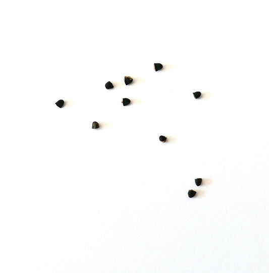 Notocactus acutus seeds scattered on white background for cactus propagation