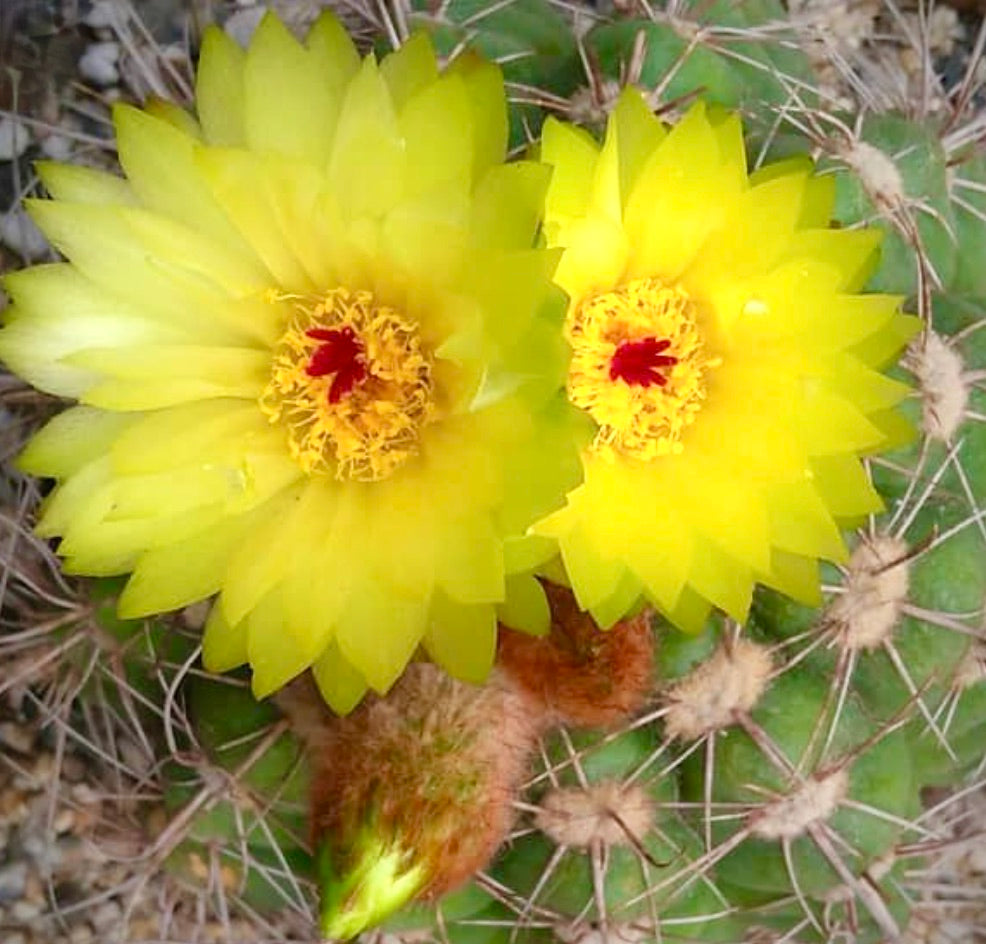 Notocactus bommeljei-kaktus med lysegule blomster og fremtredende pigger nærbilde