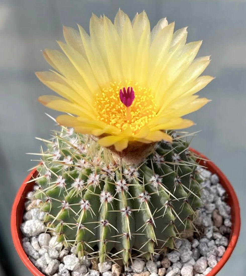 Notocactus buiningii cactus avec fleur jaune et épines proéminentes dans un petit pot