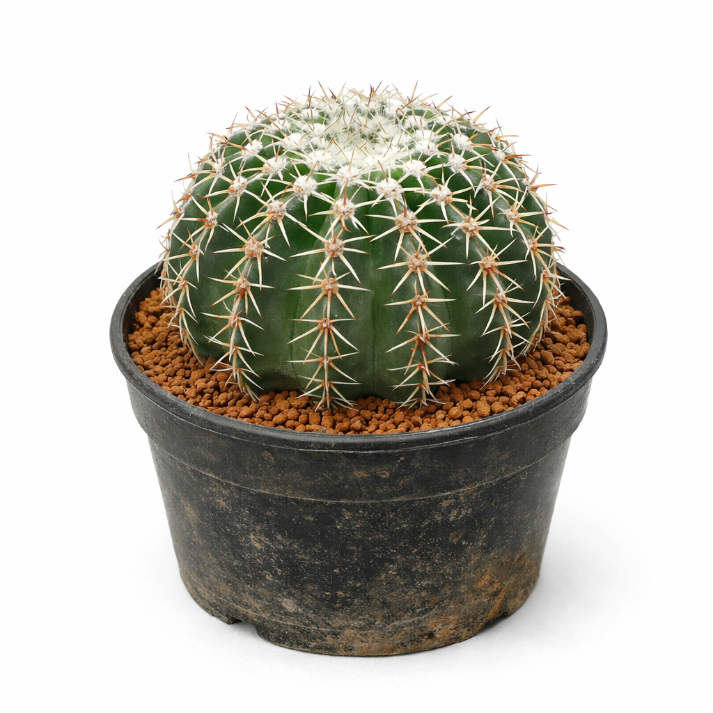 โนโทแคคตัส ออร์เทแคนทัส กระบองเพชรกลมสีเขียวมีตุ่มขาวและหนามยาวในกระถางสีดำ