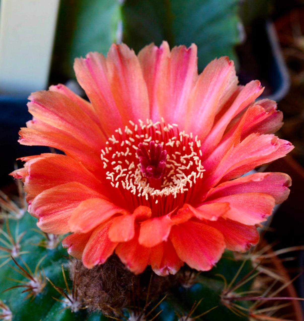 Notocactus ottonis var. vencluianus livlig oransje kaktusblomst med tornete grønn stengel