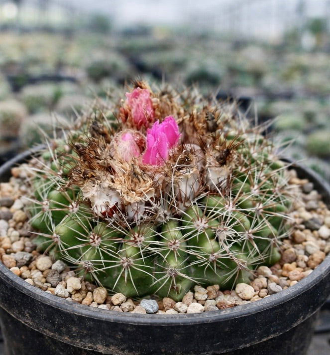 กระบองเพชร โนโตแคคตัส พซีโดเฮอร์เทรี ดอกสีชมพูและลำต้นสีเขียวเต็มไปด้วยหนามในกระถาง