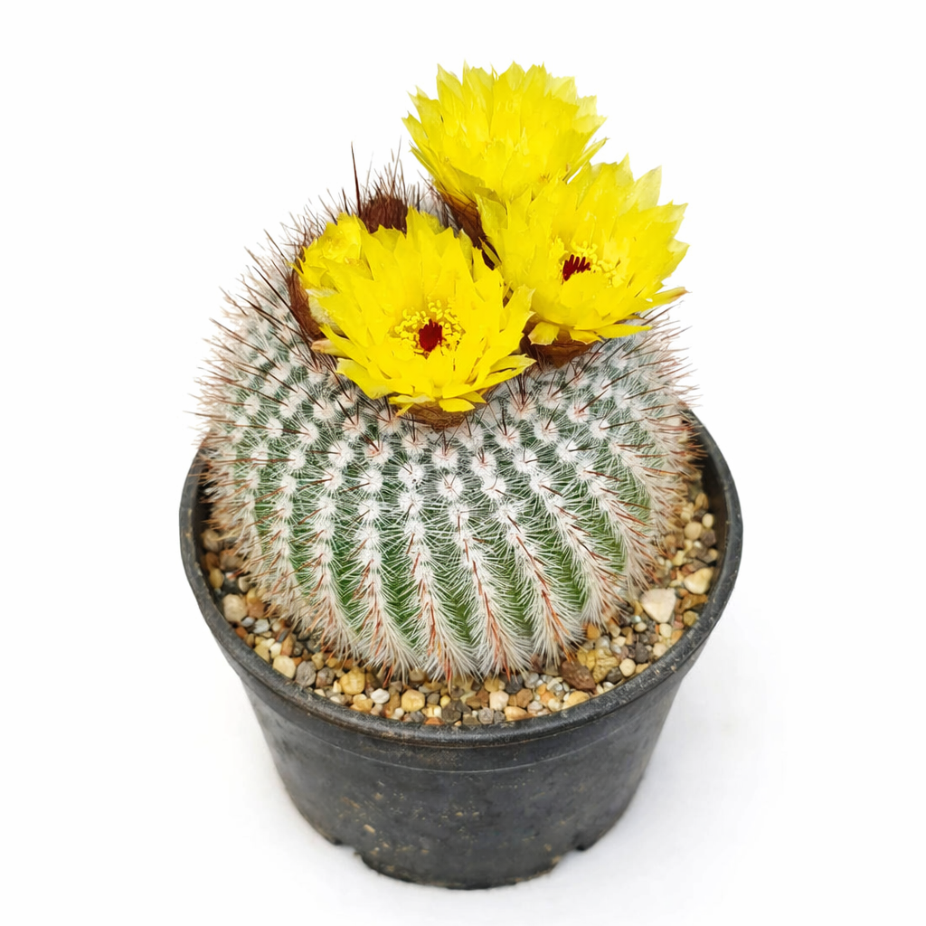 Cactus Notocactus scopa avec fleurs jaunes dans un pot noir et sol gravillonné