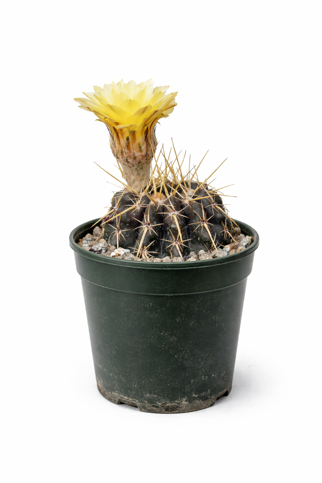 โนโตแคคตัส ทูเรเชกิอานัส ตะบองเพชรดอกสีเหลืองมีหนามยาวในกระถางสีเขียว