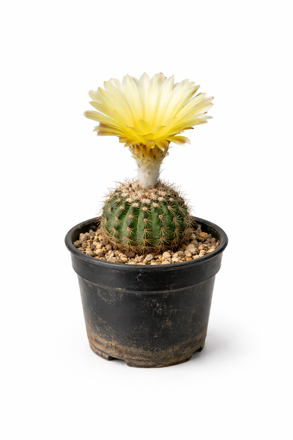 กระบองเพชร โนโตแคคตัส วิงเคอรี ดอกสีเหลืองในกระถางสีดำ ต้นตระกูลอวบน้ำ