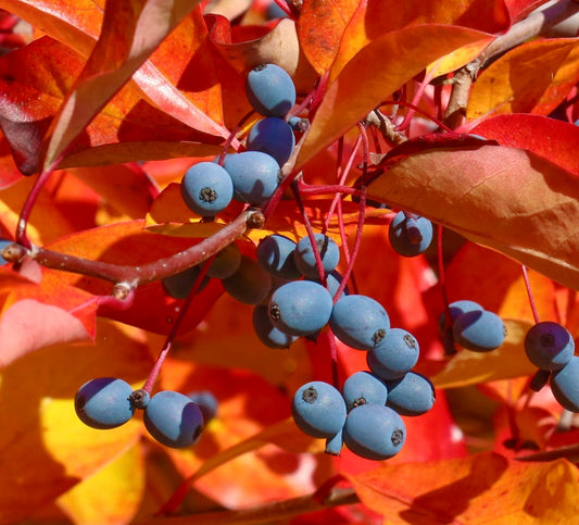 Nyssa sylvatica with bright orange autumn leaves and clusters of blue berries